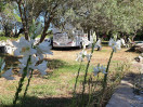Camp Mindel***