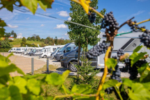 Wine Camp Hazic ****